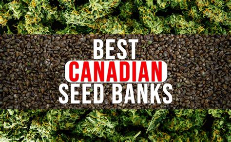 Best Canadian Seed Banks 2023 Buy Weed Seeds Legally US Shipping