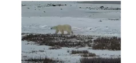 Explore.org: Polar Bear Tundra Buggy Lodge - North (Churchill, Canada ...