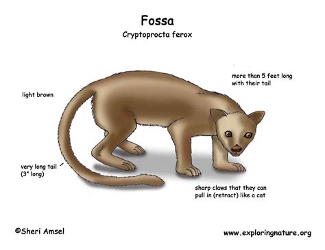 Fossa