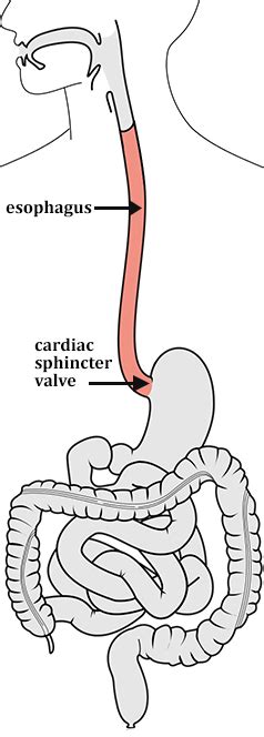 Investigation: How does Food Move in Your Esophagus?