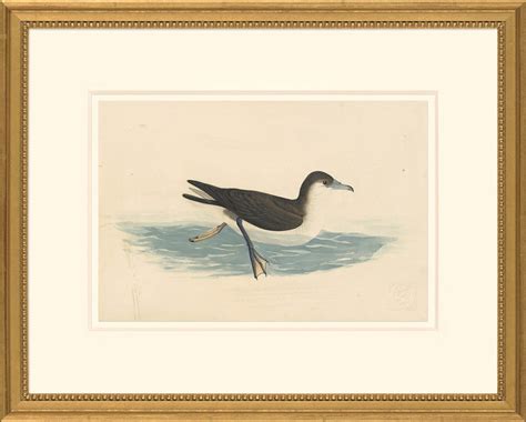 Audubon's Watercolors Octavo Pl. 299, Audubon's Shearwater | Audubon's ...