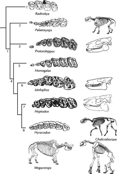 Evolutionary Transitions In The Fossil Record Of Terrestrial Hoofed