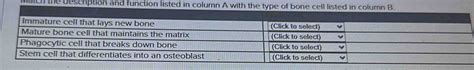 Solved Match The Description And Function Listed In Column A With The