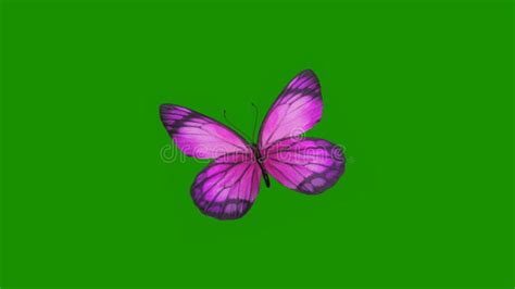 Butterfly Green Screen Bacgrounds Stock Video Video Of Logo Vector