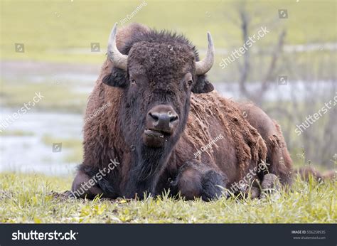 American Bison Buffalo Lying Down Grassy Stock Photo 506258935