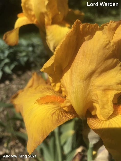 Lord Warden Historic Iris Preservation Society