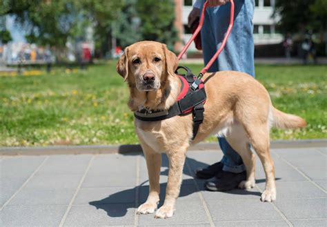 How To Get A Service Dog For FREE! - Low Income Relief