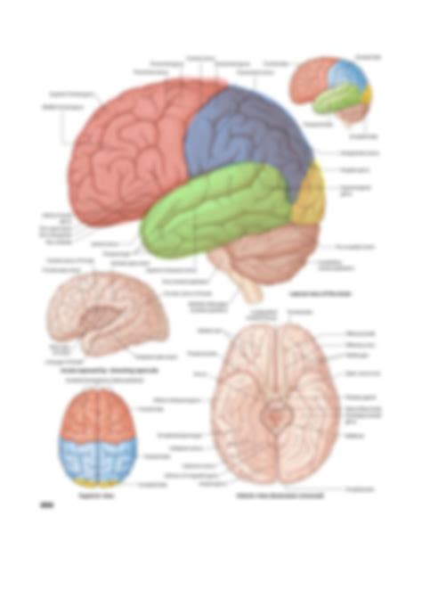 SOLUTION Neuroanatomy Layers Of The Head Meninges Gyri Sulci Mid