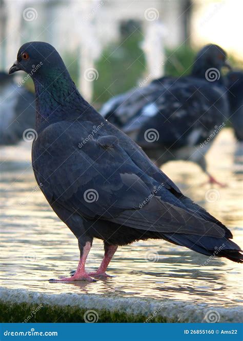 French Pigeon In Paris Stock Photo Image Of Color Animal 26855160