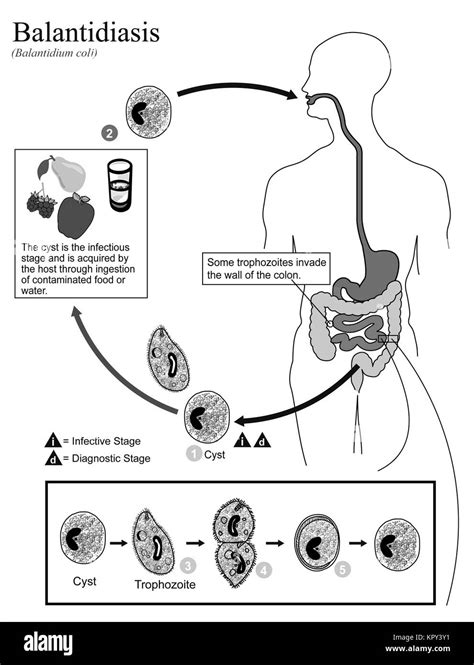 Blastocystis Hominis Life Cycle