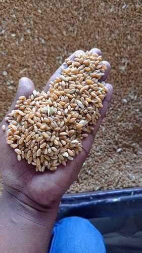 Indian Origin Organically Grown Golden 25 Kg Whole Wheat Grains At Best