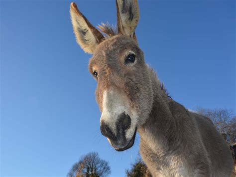 Pakistan S Economic Survey Reveals Major Increase In Donkey Population