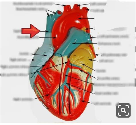 heart Flashcards | Quizlet 