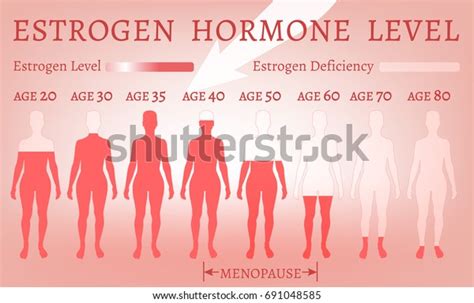 Estrogen Hormone Level Beautiful Medical Vector Stock Vector Royalty