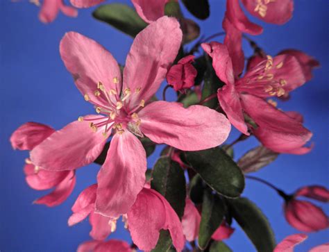 Malus Rosaceae Image 66272 At PhytoImages Siu Edu