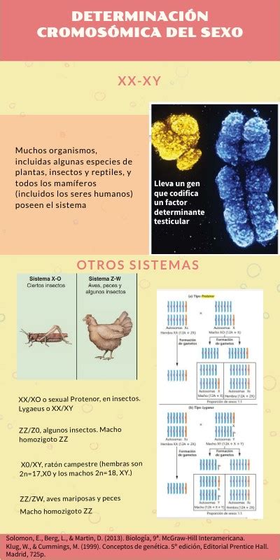 Determinación cromosómica del sexo