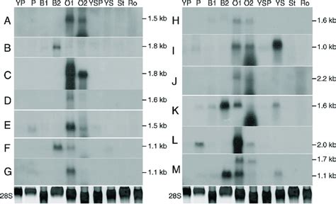 An Rna Blot Hybridization Of Selected Genes The Cdna Probes Were