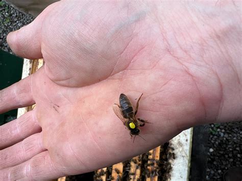 The Dream Team The Honey Queen Bee The Drone Bee And The Worker Bee