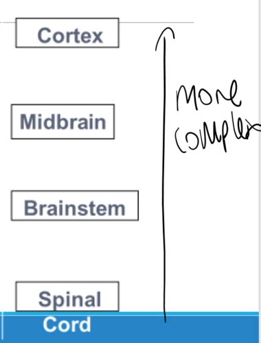 Theories Of Motor Control Flashcards Quizlet