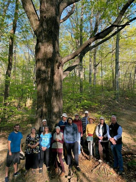 Landmark Trees Charlottesville Area Tree Stewards