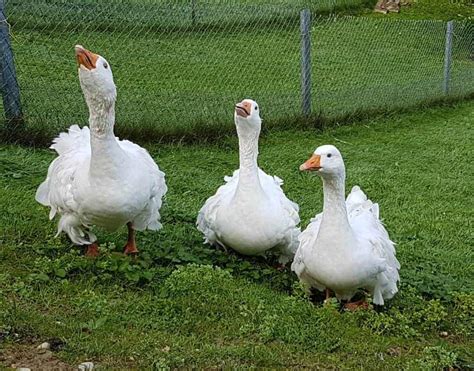 Sebastopol Goose - British Waterfowl Association