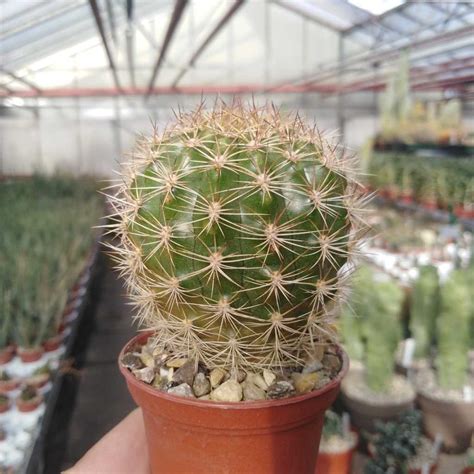 Matucana aurantiaca - Uhlig Kakteen - more than 5,000 different species