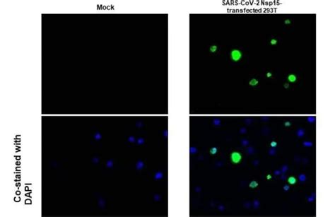 Sars Cov 2 Nsp15 Monoclonal Antibody Hl1445 Invitrogen 100 μl