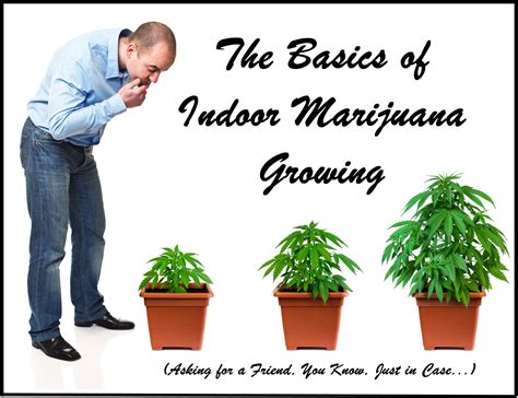 The Basics of Indoor Marijuana Growing - You Know, Asking for a Friend ...