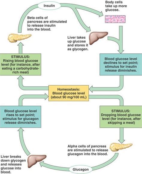 Glucose Homeostasis Hs Ls1 3 Homeostasis Human Anatomy Physiology