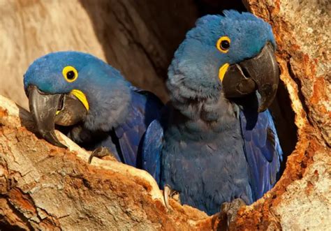 Hyacinth macaw - Habitat Behavior Roproduction Diet and Health