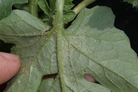 Guess The Pest Week Answer Spider Mites Powdery Mildew And