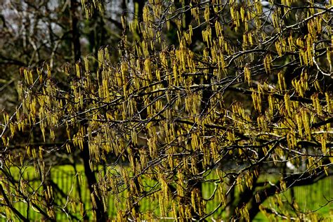 Верба летом (Много фото!) - treepics.ru