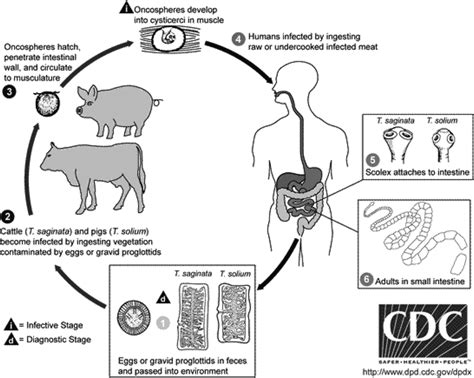 Taenia Solium Life Cycle