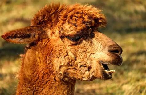 Alpaca - Description, Habitat, Image, Diet, and Interesting Facts