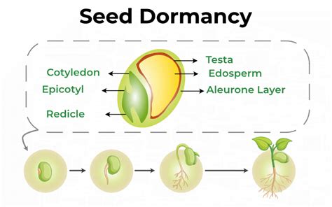 Seed Dormancy | GeeksforGeeks