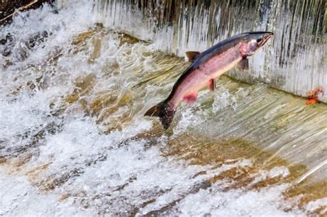 Salmon Spawning Season In Western Washington Greaterseattleonthecheap