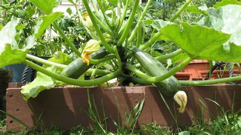 Coltivare Zucchine In Vaso Casa Loving