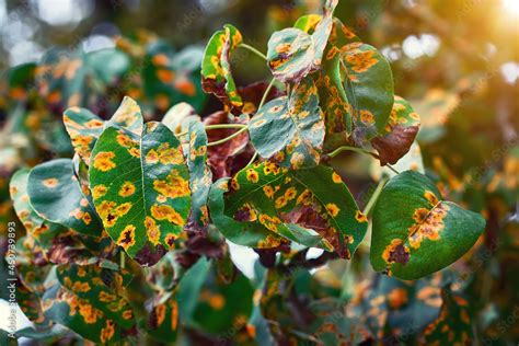 Pear Trees Fisease Rust Spot On Leaves Fruit Tree Infected With Fungus Yellow Rust Fruit