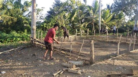 Polisi Gerebek Dua Lokasi Judi Sabung Ayam Di Sikka Pemilik Ayam Lari