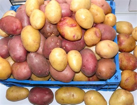 Семенной картофель купить в интернет-магазине, семенной картофель на ...