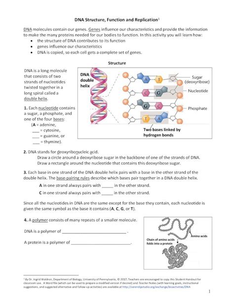 Pdf Dna Structure Function And Replication Sho Pdf Based On The