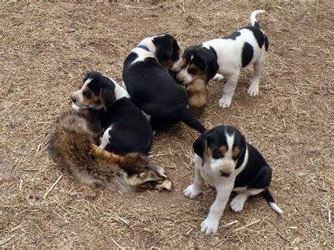 Treeing Walker Coonhound puppies ready!! for Sale in Balsam Lake ...