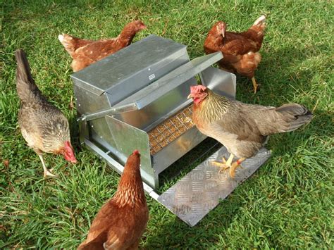 Standard Automatic Chicken Feeder | Grandpas Feeders | Chicken feeders, Chicken feeder ...