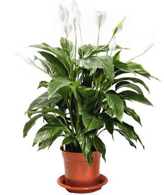 Комнатные цветы и растения - купить в интернет-магазине FreshPlants.ru ...
