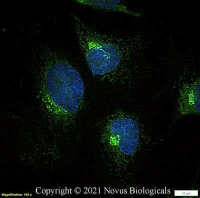 GM130 GOLGA2 Antibody FITC NBP2 53420F Novus Biologicals