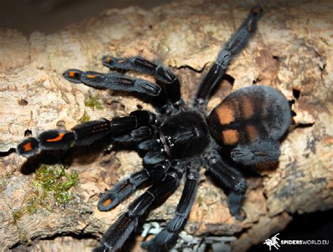 Suntiger Tarantula