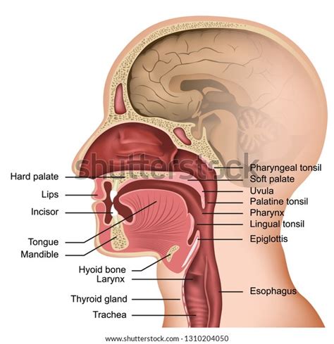 Anatomy Mouth Tongue Medical Vector Illustration Stock Vector (Royalty ...