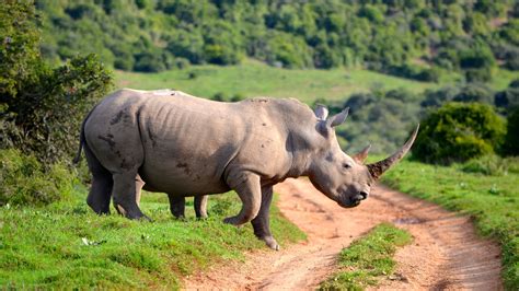 Majestic Rhino In 4k Ultra Hd Wallpaper