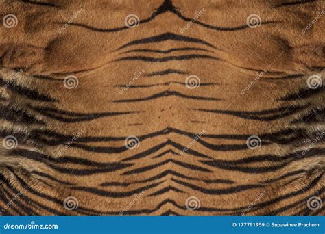 Close-Up, Real Skin Texture of Tiger Stock Image - Image of design ...