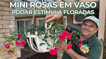 Rosas Pendentes Como Cuidar - Como cuidar de uma rosa pendente?